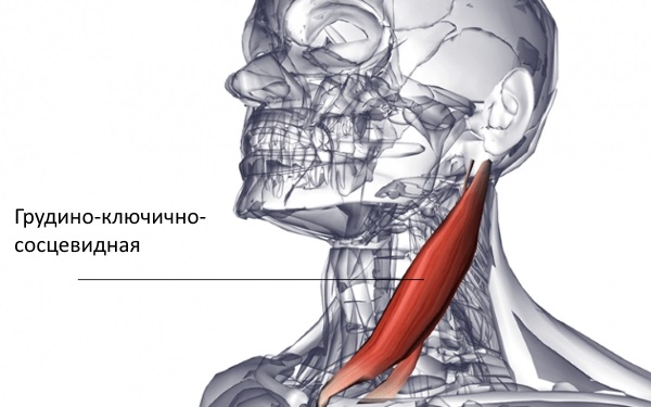 Грудино-ключично-сосцевидная мышца отвечает за сгибание головы