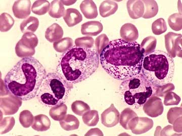 сегментоядерные нейтрофилы