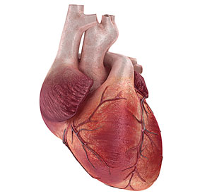 сердце человека