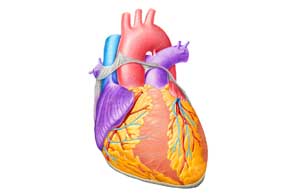 сердце человека