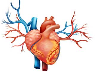 сердце человека