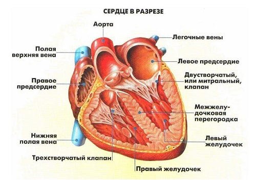 сердце в разрезе