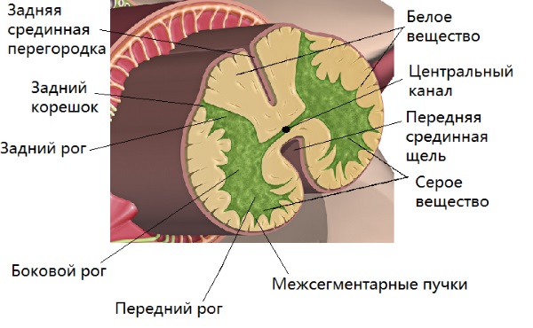 Вирус полиомиелита поражает серое вещество спинного мозга