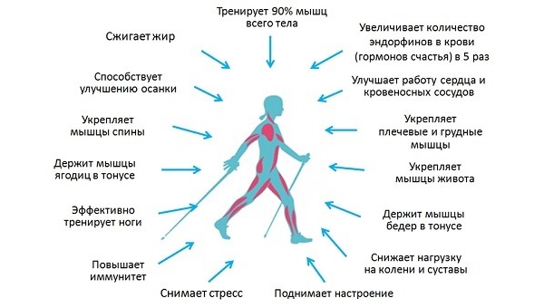 В отличие от обычной ходьбы скандинавская задействует до 90% мышц всего тела