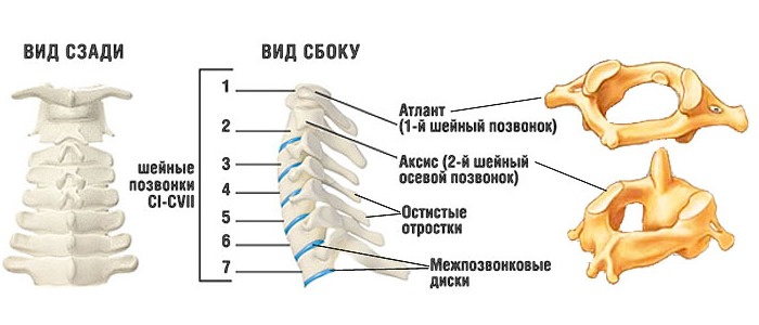 Шейный отдел позвоночника состоит из семи позвонков