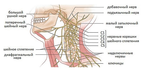 Чаще всего защемление нервов происходит в позвонках (С1, С2, С3, С4, С5)