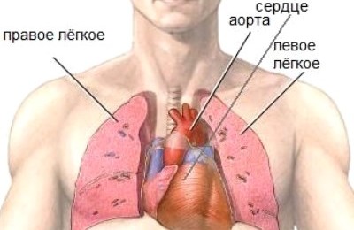 расположение сердца