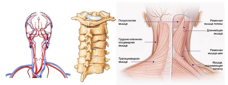 Упражнения Бубновского помогают улучшить кровообращение, тонус мышц и подвижность позвонков в шейном отделе