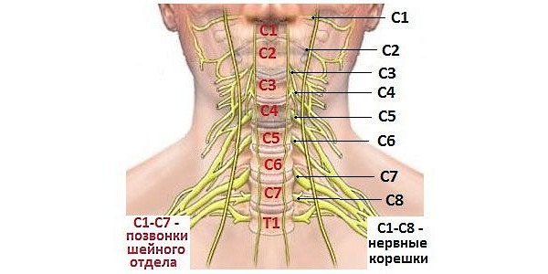 Симптоматика при корешковом синдроме зависит от того, какой корешок нерва был поврежден