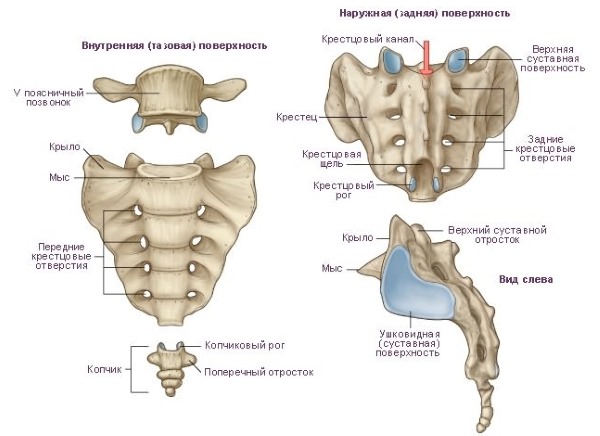 Строение крестцового и копчикового отдела