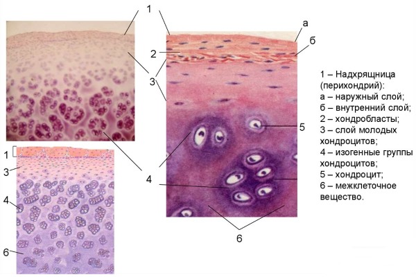 Строение хрящевой ткани