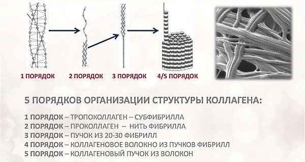 Коллаген является основой соединительной ткани