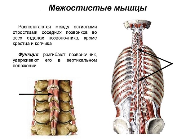 Межосистые мышцы приводят каждый отдел позвоночника в разогнутое состояние