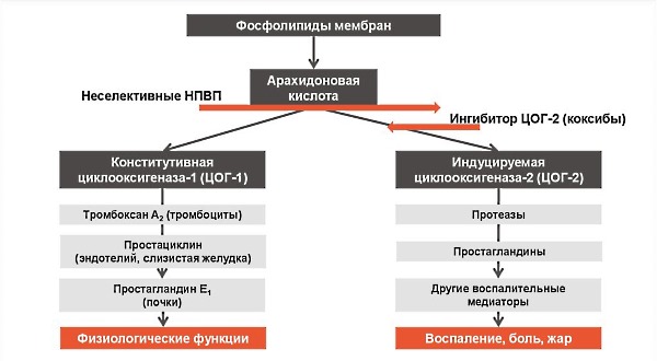 Ксефокам блокирует выработку простогландинов, что в свою очередь устраняет воспаление