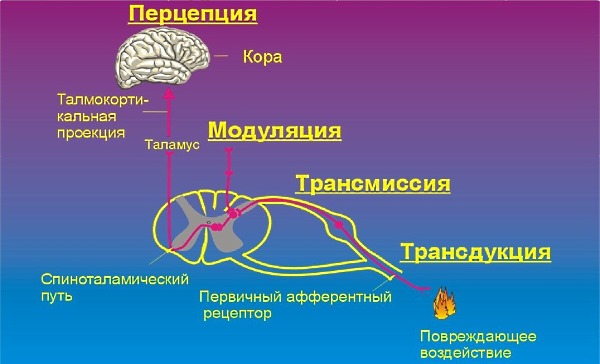 Каффетин СК достаточно быстро устраняет все виды боли