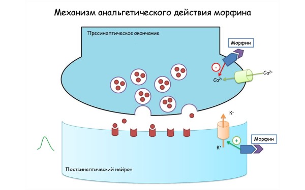 Морфин воздействует на центральную нервную систему