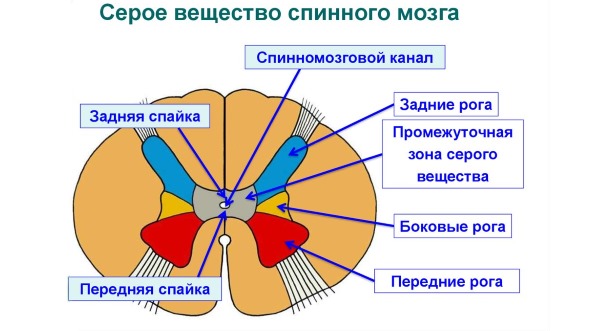 При полиомиелите повреждается серое вещество в спинном мозге