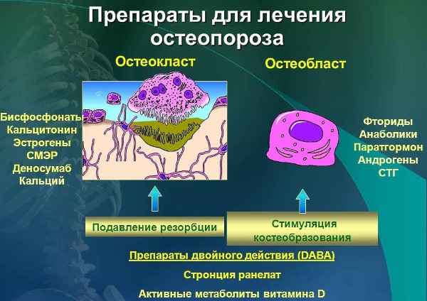 По фармакологическому действию препараты от хрупкости костей можно разделить на две группы