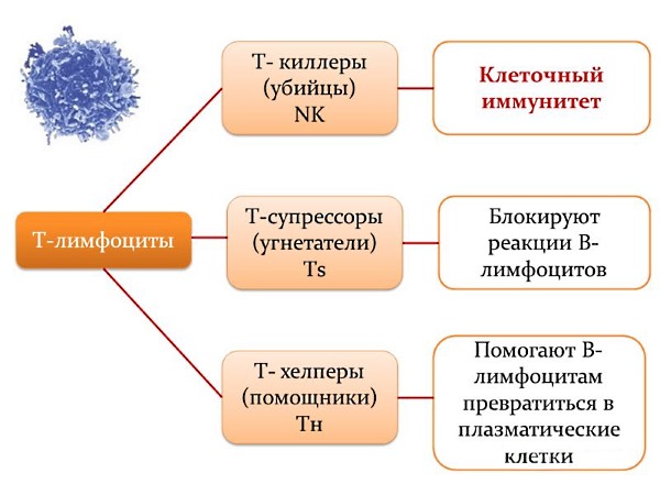 Иммунодепрессант воздействует на активность Т-лимфоцитов