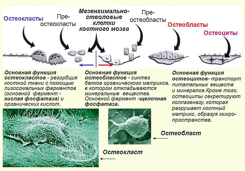 Обратите внимание как образуется костная ткань