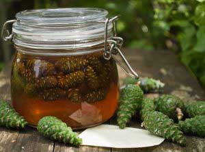 мед с шишками