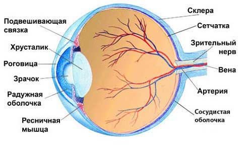 сосуды глаза