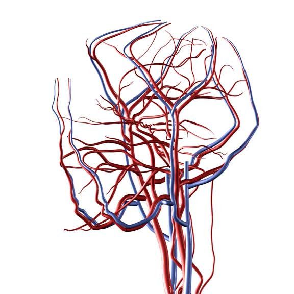 сосуды головы и шеи