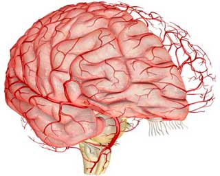 сосуды мозга