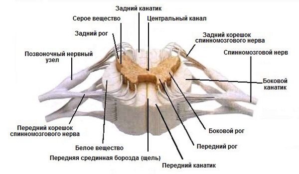 Полиовирус поражает серое вещество спинного мозга