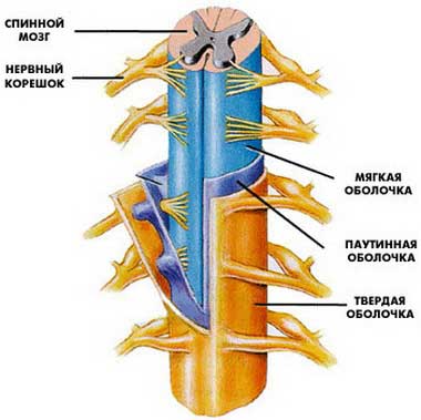 спинной мозг