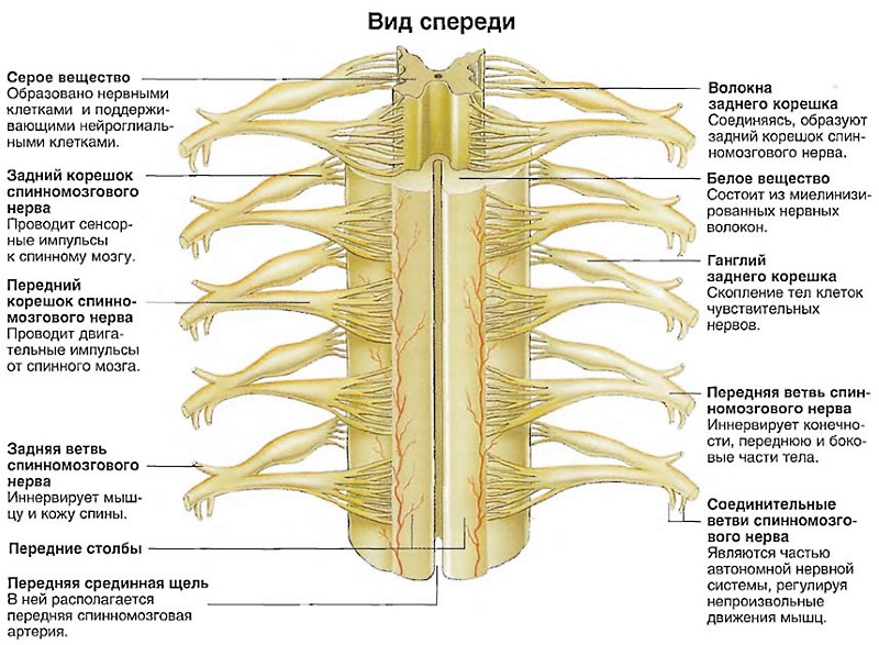 При воспалениях и деформации в нервных волокнах позвоночника возникает характерная боль, которая известна как радикулит