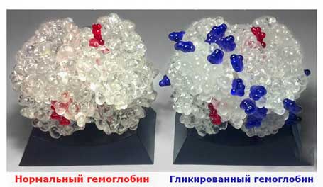 сравнение гемоглобина