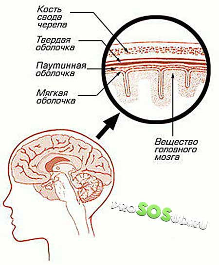 строение коры головного мозга
