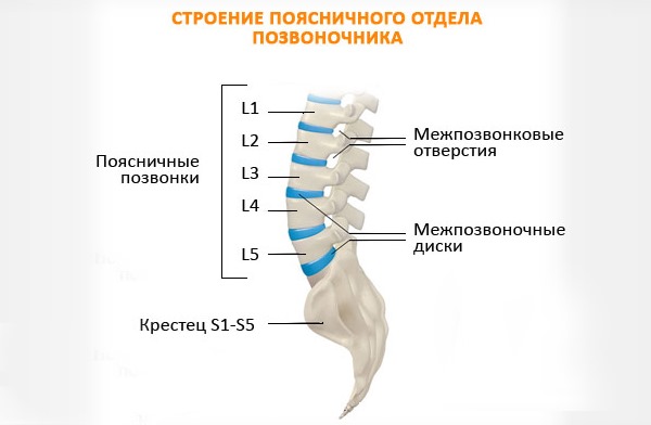 Именно пояснично-крестцовый отдел чаще всего страдает от высоких нагрузок