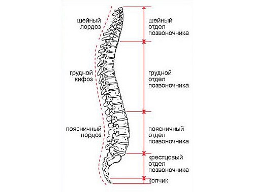 Чаще всего повреждаются позвонки нижней части спины и шеи