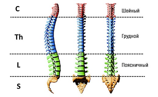 Грыжа может возникнуть в одном из трех отделов позвоночника