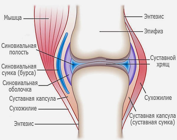 Инъекции Алфлутопа применяют для восстановления околосуставной сумки