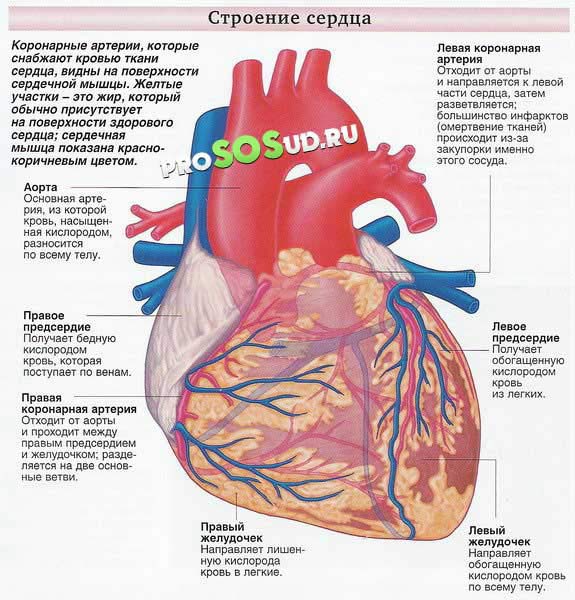 строение сердца
