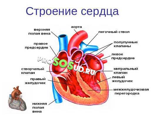 строение сердца
