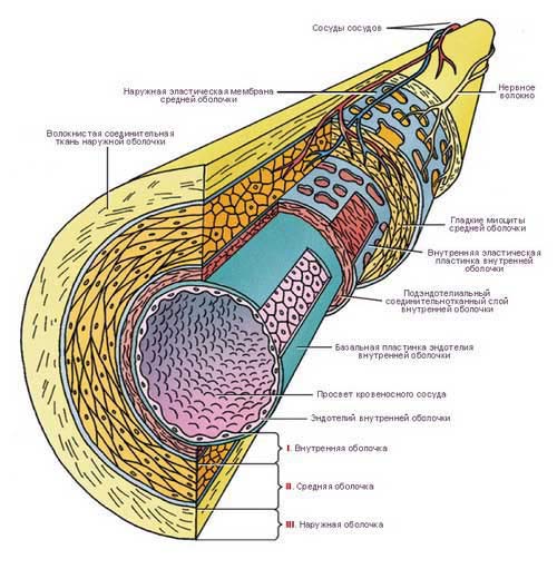 строение сосуда