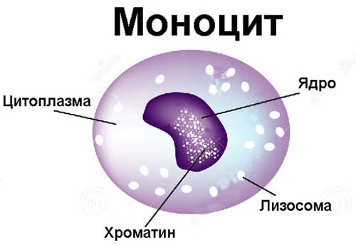 строение моноцита