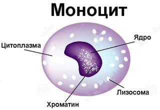 строение моноцита
