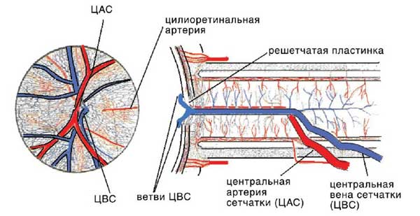 строение сетчатки