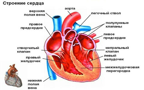 строение сердца
