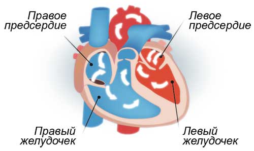строение сердца