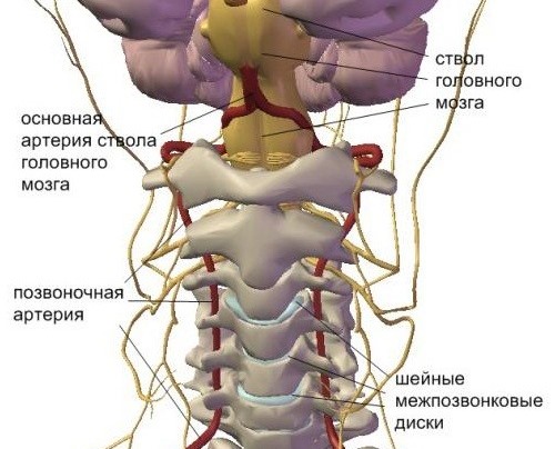 Протрузия диска в районе шеи очень опасна, так как в данной зоне имеется большое количество сплетений сосудов и нервов