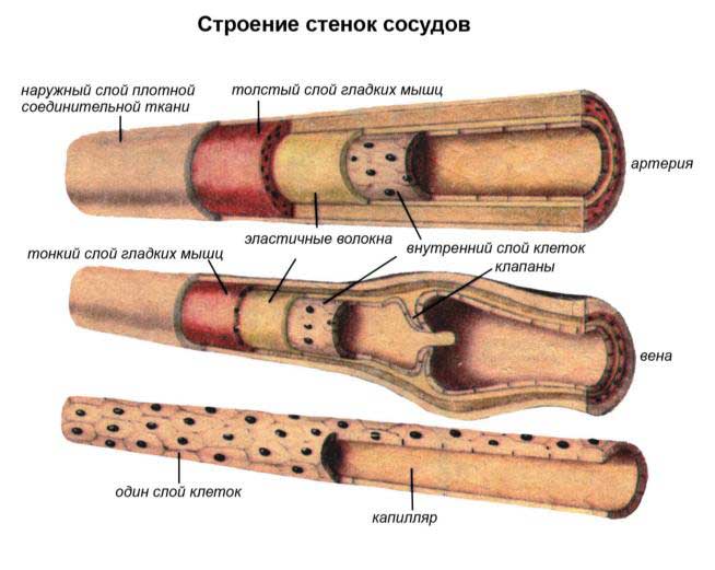 строение стенок сосудов