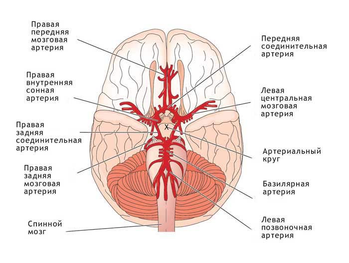 строение Виллизиева круга