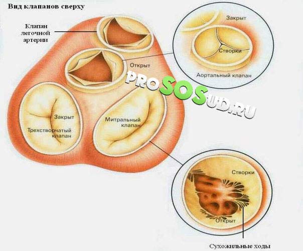 створки митрального клапана