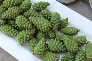 сушка шишек